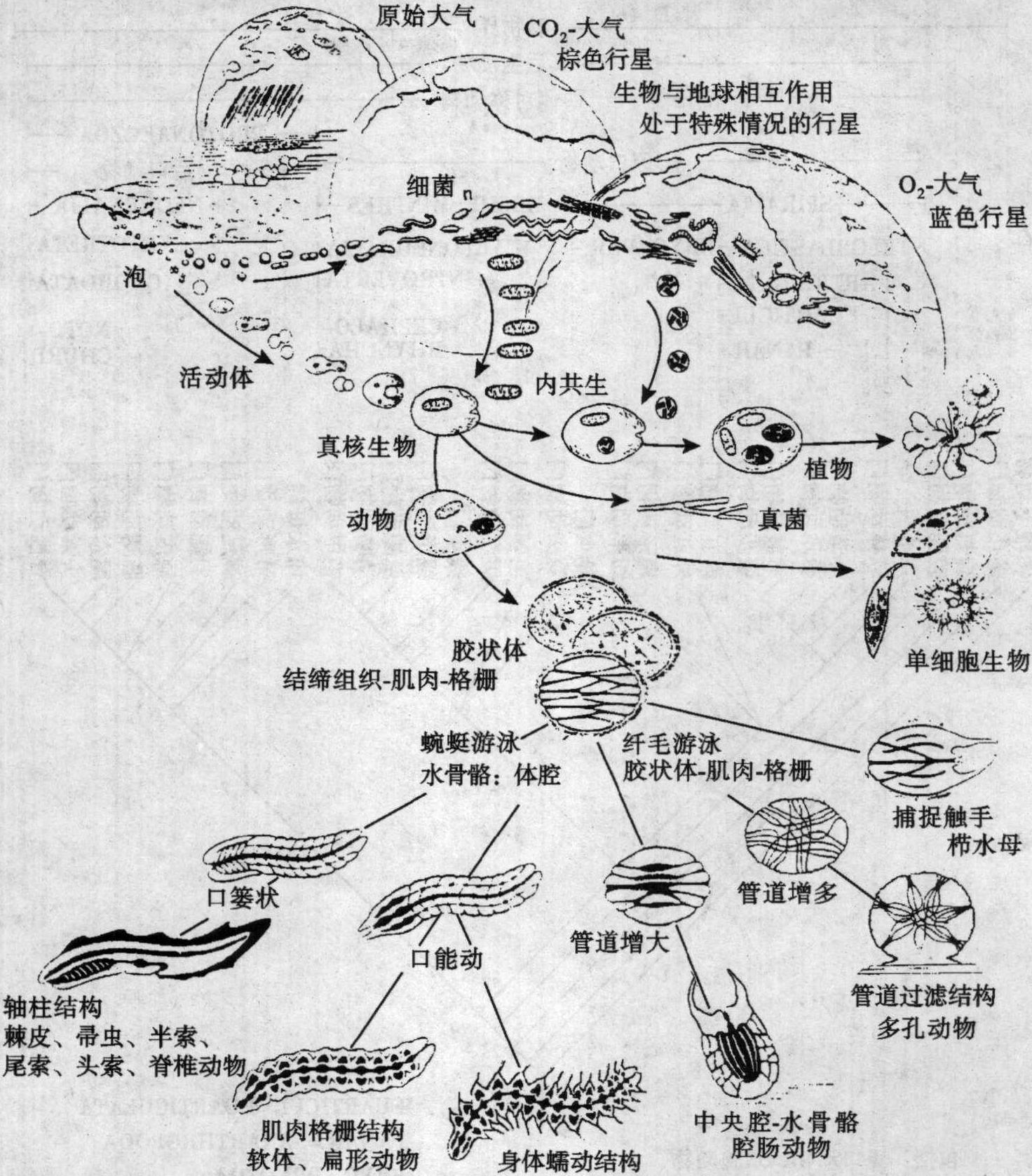 多細(xì)胞動物的系統(tǒng)發(fā)生